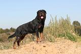 ROTTWEILER 129